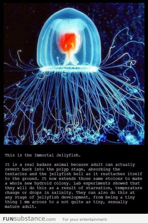 Badass Immortal Jellyfish