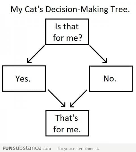 How cats make decisions