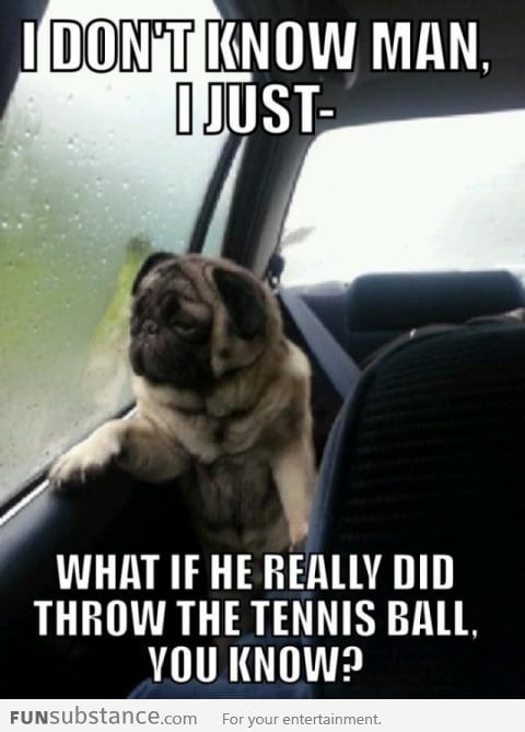 Introspective Pug