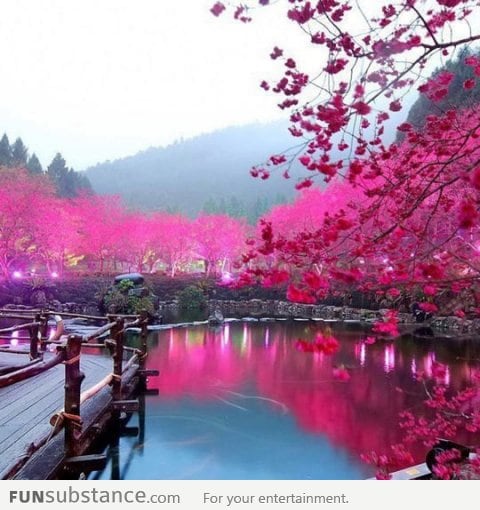 Cherry Blossom Lake