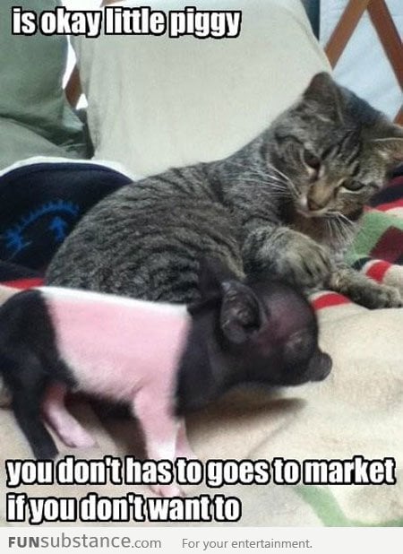 It's okay piggy