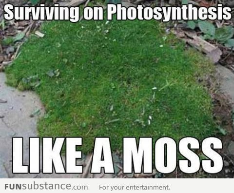 Photosynthesis like moss!