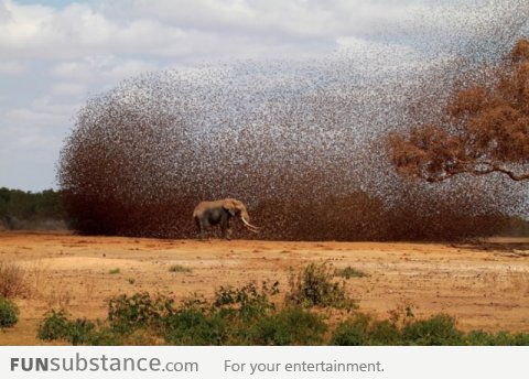 Elephant and birds. Many birds