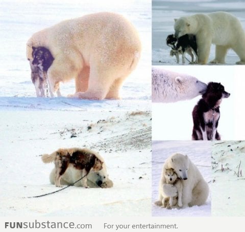 Polar bear love