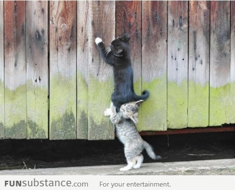 Adorable kitten teamwork