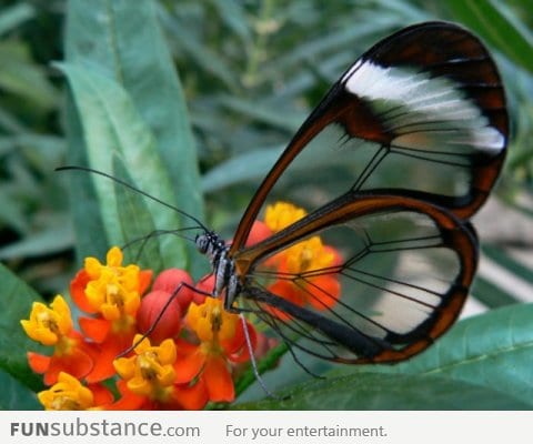 The transparent glasswing b*tterfly