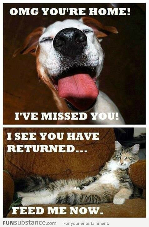 Difference Between Dogs and Cats