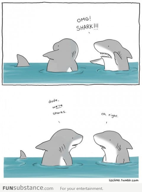 OMG Shark!