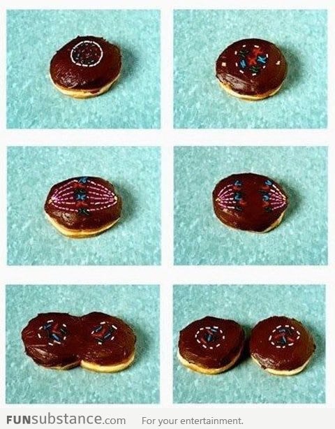 This is how donuts are made, right?