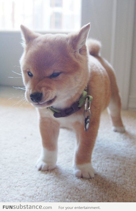 Angry dog is angry