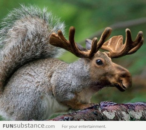 Squirrel Moose