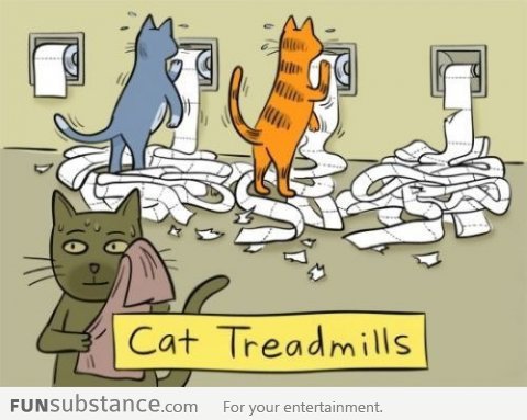 How cats workout