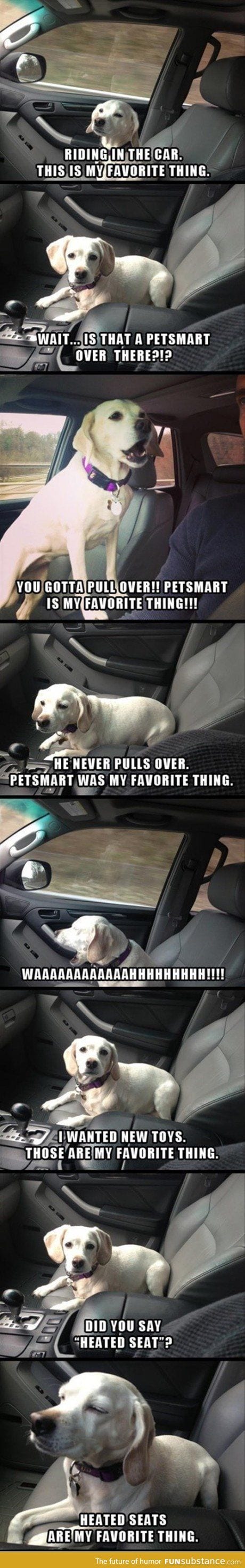 Dog on car ride