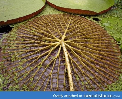 The underside of a giant Amazon water lily