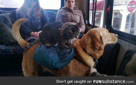 Just a rat, on a cat, riding a dog, riding the bus