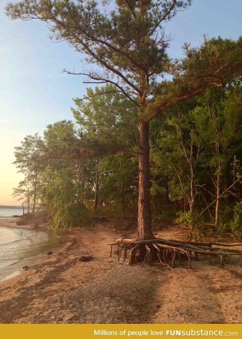 This tree trying to crawl into the water