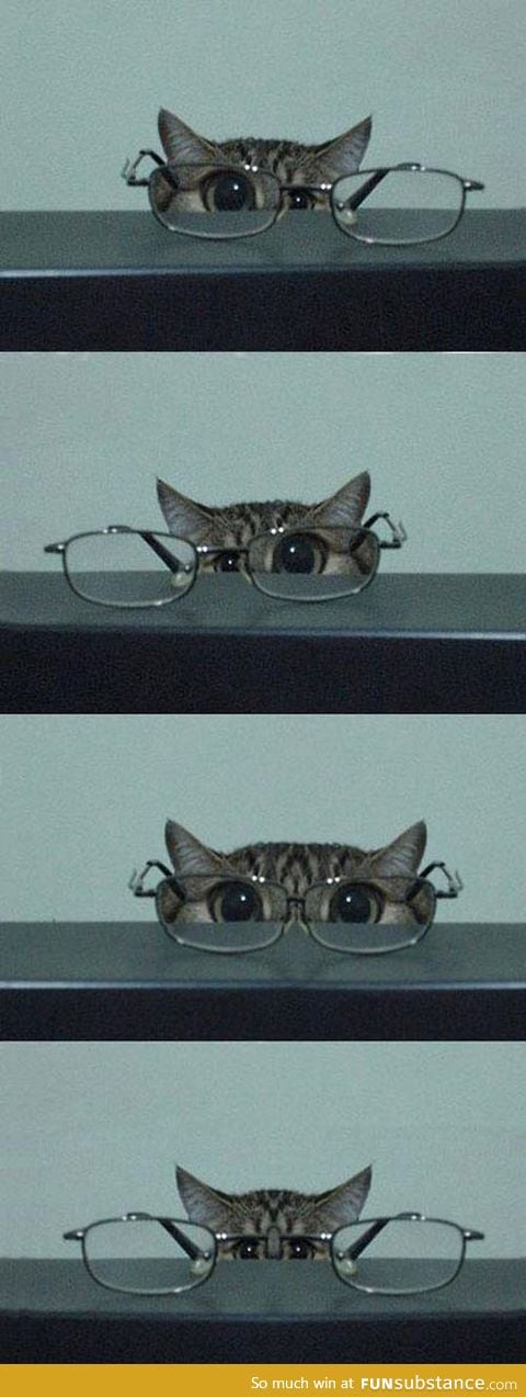Cat in glasses isn't kitten around