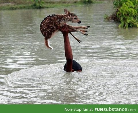 Boy saves fawn during flood in Bangladesh