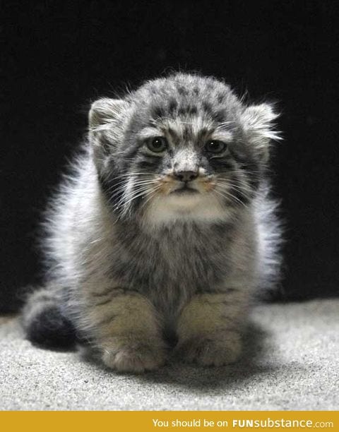 Russian wild kitten (manul)