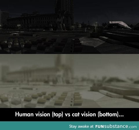 Differences between human and cat vision