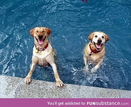 happiest dogs ever