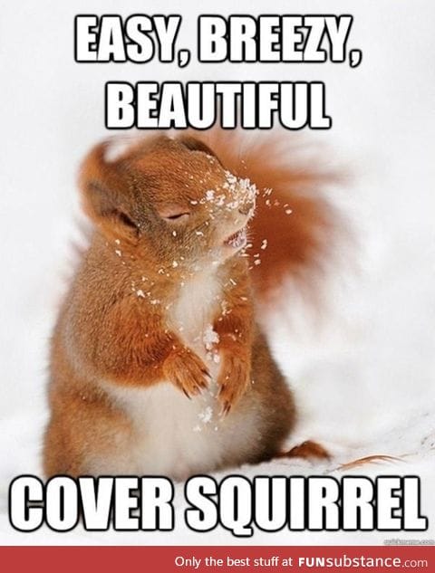 This squirrel... looks better than me