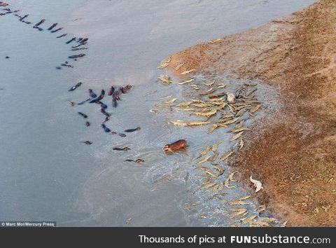 Aerial photo of an epic battle between hippos & crocodiles