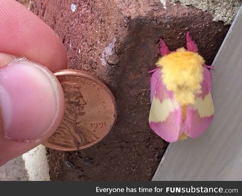 Pink and yellow moth (I think?). Lincoln for scale