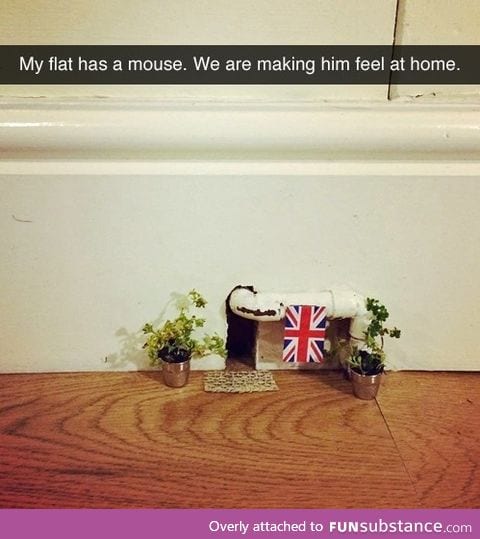 Making A mouse Feel at Home.
