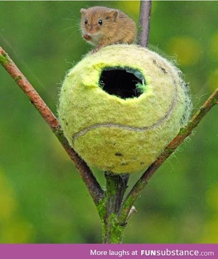 A field mouse finds a home in a tennis ball
