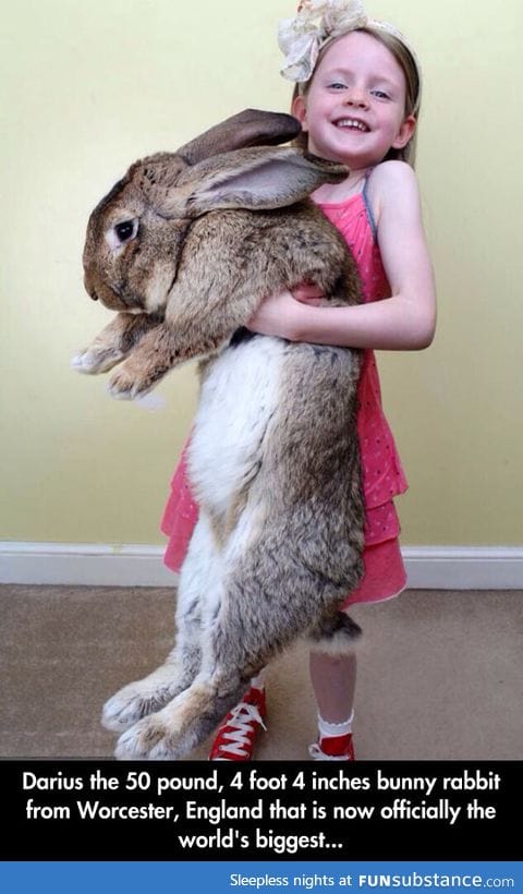 Darius the giant bunny