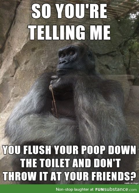 Guesswork gorilla just doesn't understand