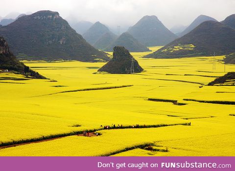 Canola Flower Fields in China