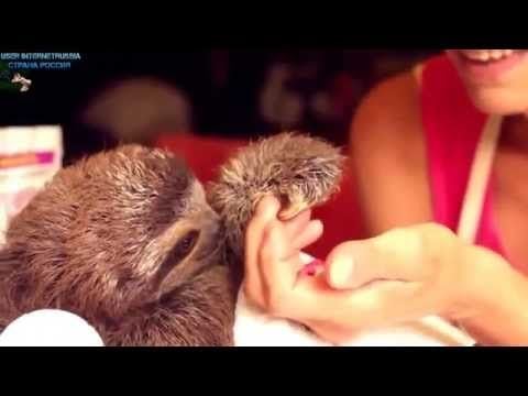 funny sloths