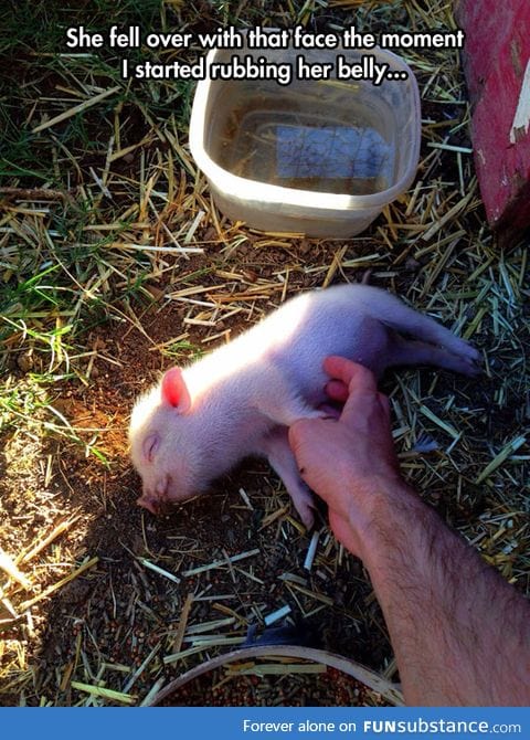 Pigs love a good scratch