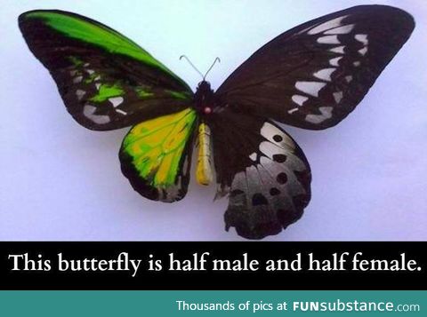 Dual gender butterfly