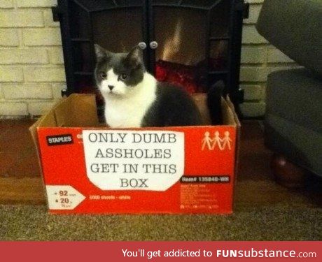 Cat box