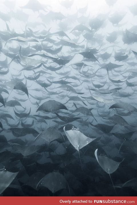 An amazing mobula herd