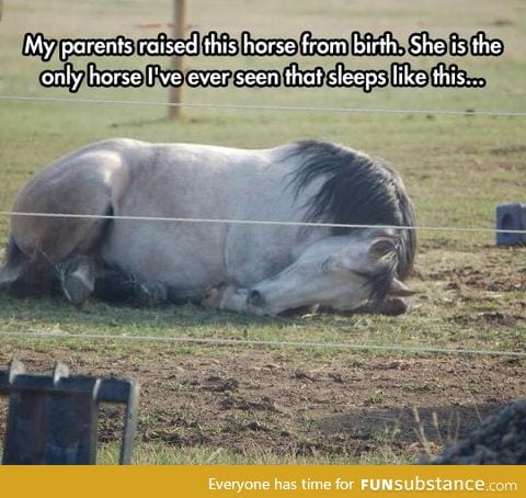 The only horse that sleeps like this