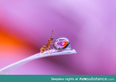 An ant fascinated by flowers reflections in a drop of water. Or just drinking
