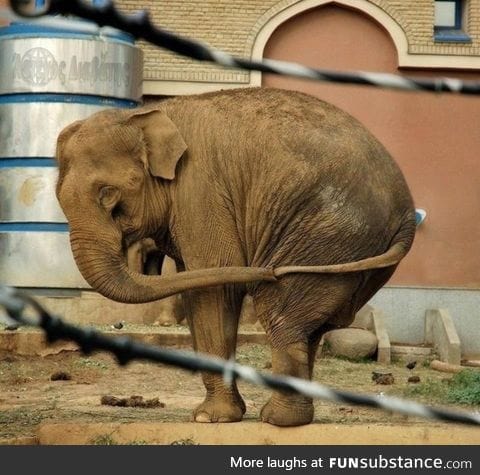An elephant trying not to feel lonely