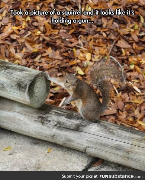 You messed with the wrong squirrel