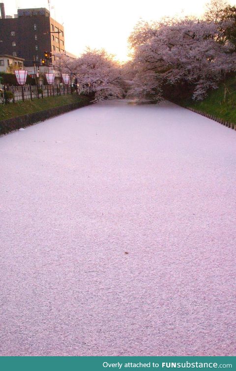 River filled with Cherry Blosom Petals