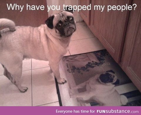 Poor pugs