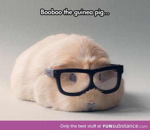 Hipster guinea pig