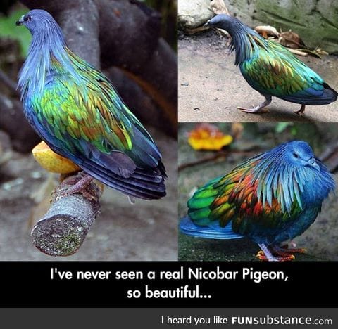 Nicobar pigeon