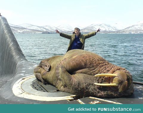 A walrus asleep on a Russian submarine