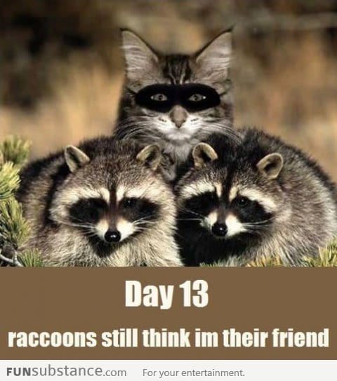 Day 13, raccoons still think I'm their friend