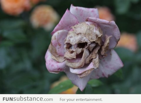 Death Flower