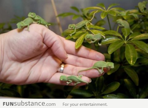 Baby chameleons, so cute!